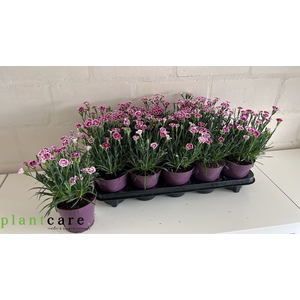 DIAN DI PINK KISSES