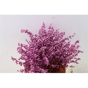 Ilex Kbh Metallic Pink 40cm Stem