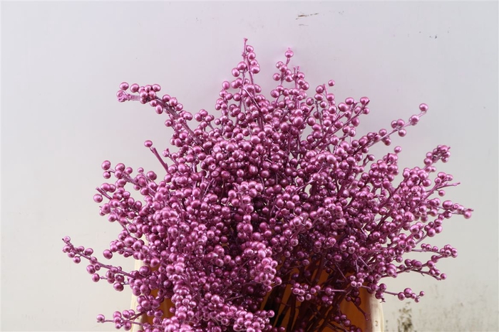 <h4>Ilex Kbh Metallic Pink 40cm Stem</h4>