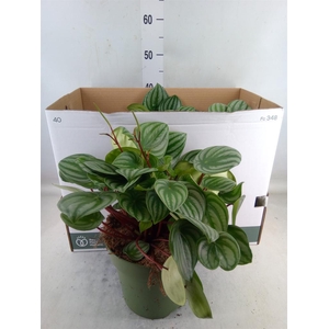 Peperomia argyreia