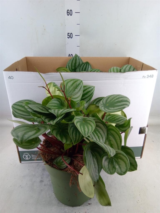 <h4>Peperomia argyreia</h4>