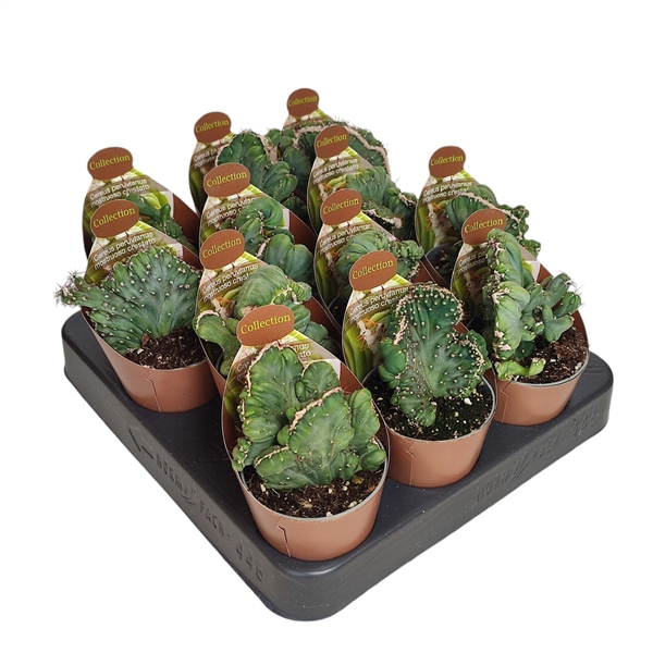 <h4>CEREUS PERUVIANUS MOSTRUOSO CRESTATO - POT Ø 6,5 COLLECTION WITH POTCOVER (CACTUS)</h4>