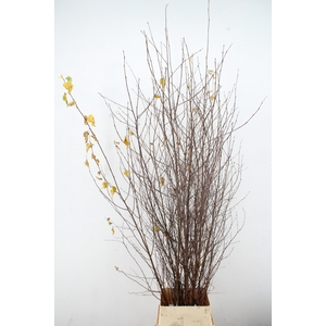 BETULA MET BLAD