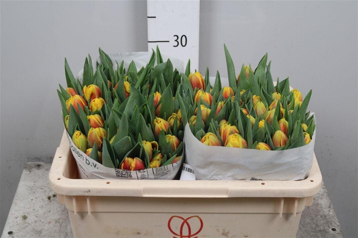 <h4>Tu Du Vuelta</h4>