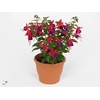 FUCHSIA JOL NANTES