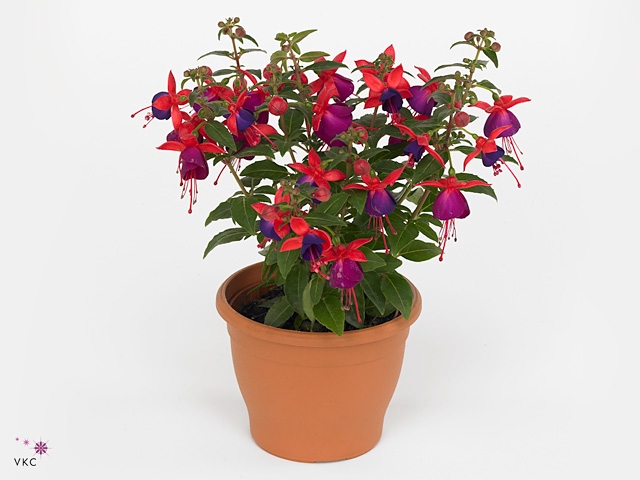 FUCHSIA JOL NANTES