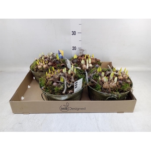 Arr.   Bol/Knolgewas H%