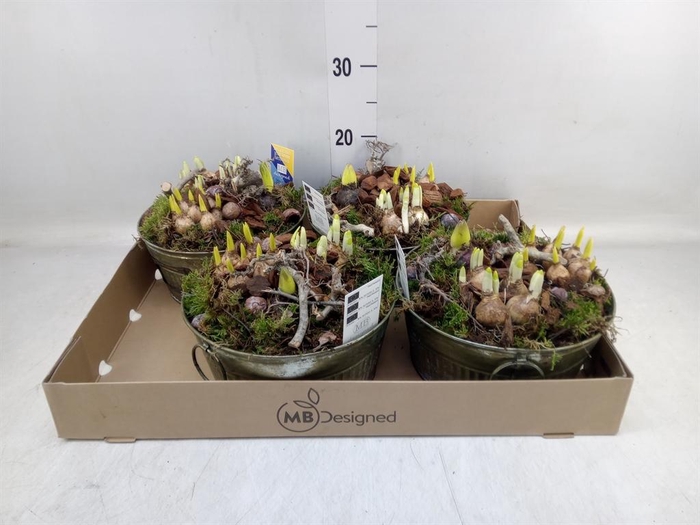 <h4>Arr. Bol/Knolgewas H%</h4>