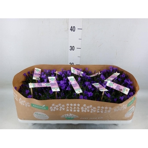 Campanula porten. 'Ambella In Prpl'