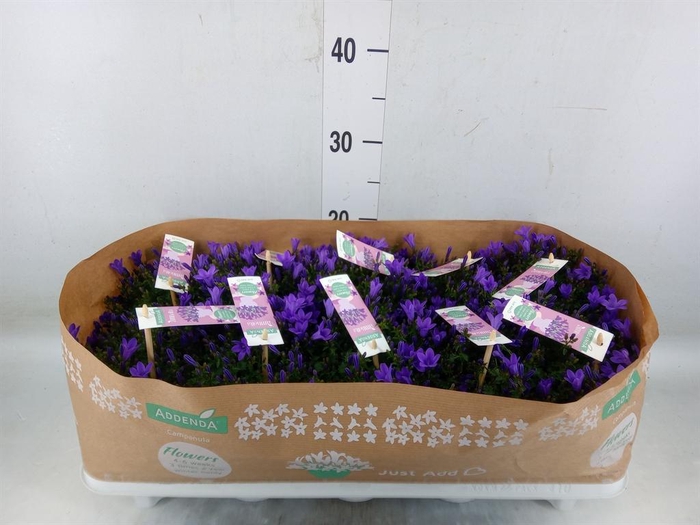 <h4>Campanula porten. 'Ambella In Prpl'</h4>