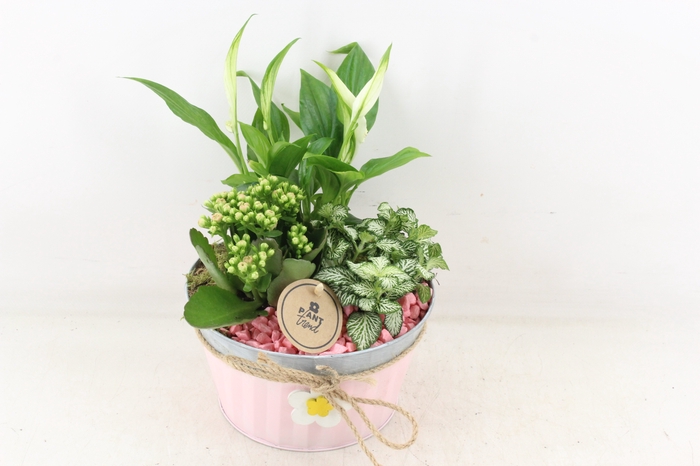 <h4>arr2 PL - Zink roze met bloem</h4>