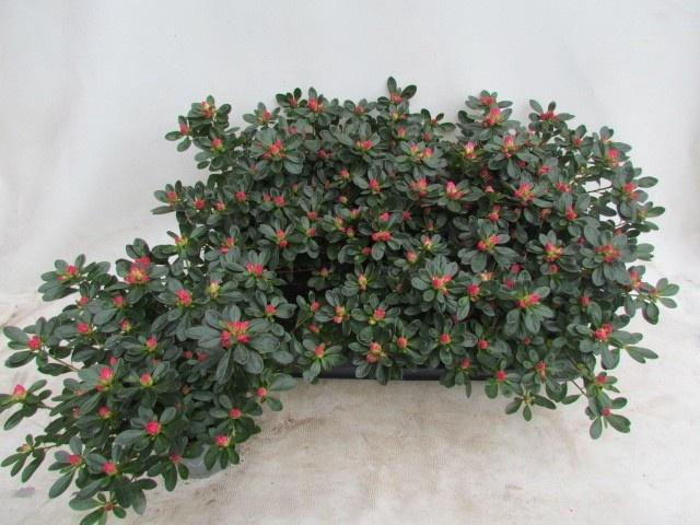 <h4>RHODO SI FR SCHERRE</h4>