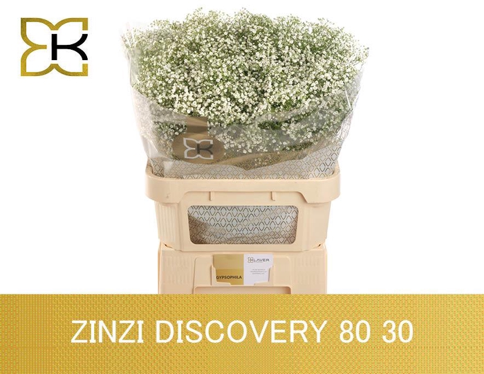 <h4>Gyps Pa Zi Discovery</h4>