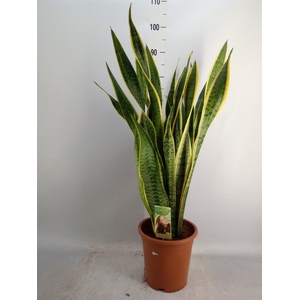 Sansevieria trifa. 'Laurentii'