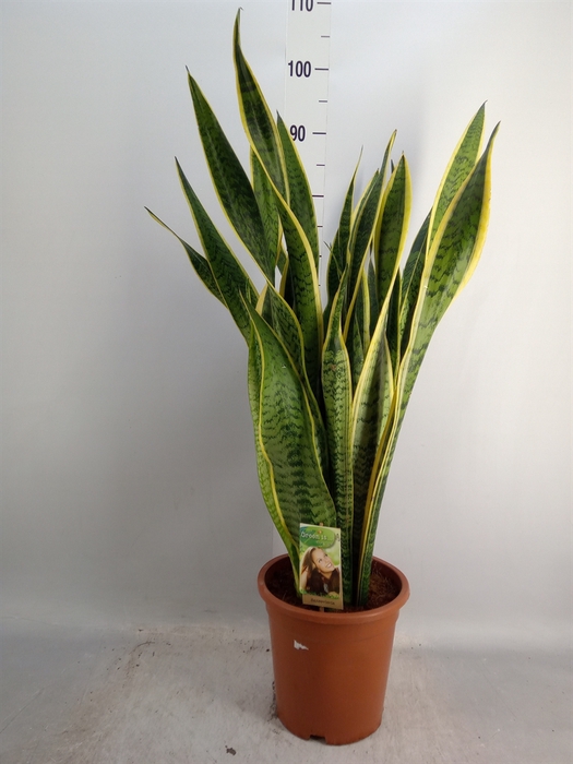 <h4>Sansevieria trifa. 'Laurentii'</h4>