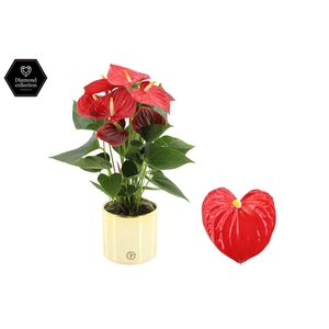 Anthurium 12 cm Esudo in Pure Laryssa Shiny gold ceramic