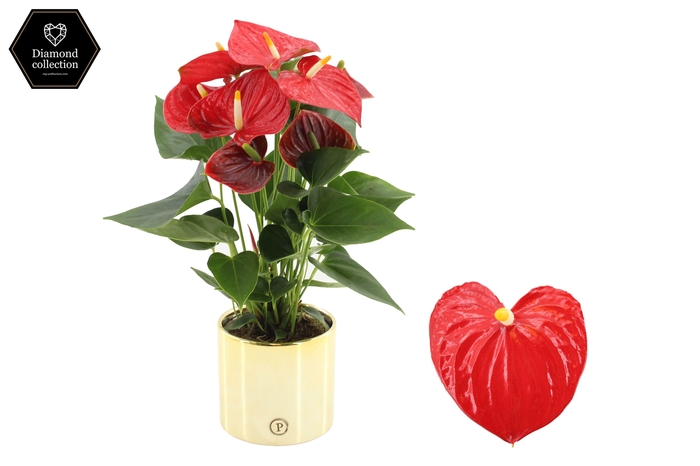 <h4>Anthurium 12 cm Esudo in Pure Laryssa Shiny gold ceramic</h4>