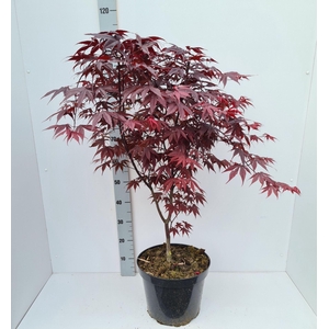 Acer palmatum Bloodgood