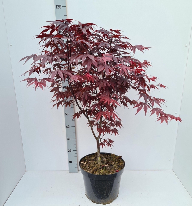 <h4>Acer palmatum Bloodgood</h4>
