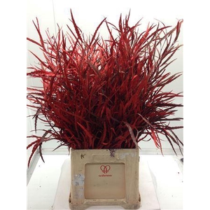 Grevilea Rood