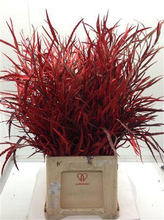 <h4>Grevilea Rood</h4>