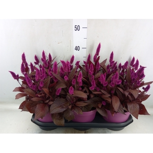 Celosia arg. SP 'Mystic Shades'