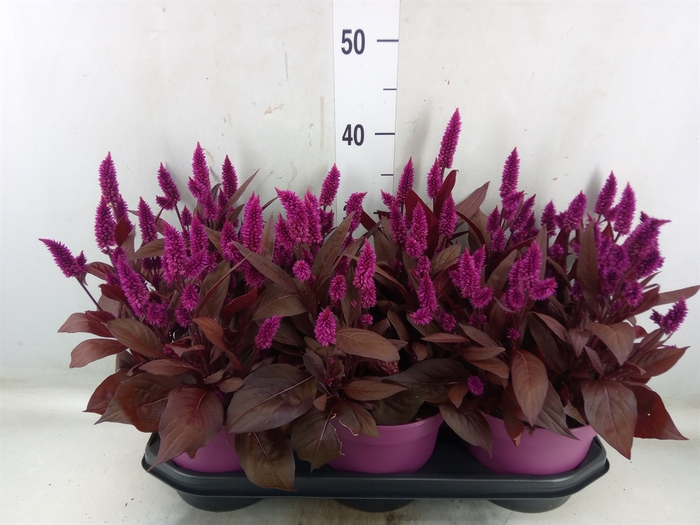 <h4>Celosia arg. SP 'Mystic Shades'</h4>