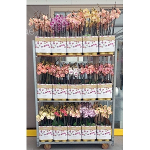 15 limited kleuren 2 tak 70cm (RIJP)