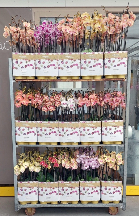 <h4>15 limited kleuren 2 tak 70cm (RIJP)</h4>