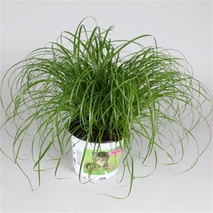 Cyperus alternifolius Zumula in bedrukte pot