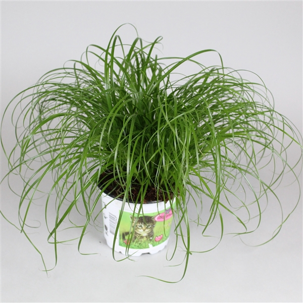 <h4>Cyperus alternifolius Zumula in bedrukte pot</h4>