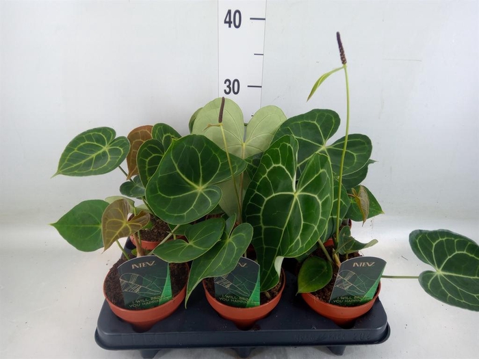 <h4>Anthurium clarinervium</h4>