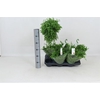 Peperomia Isabelle 14Ø 40cm