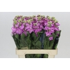 Matthiola Iron Pink