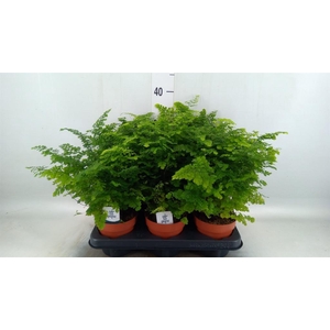 Adiantum raddi. 'Fritz-Luthi'