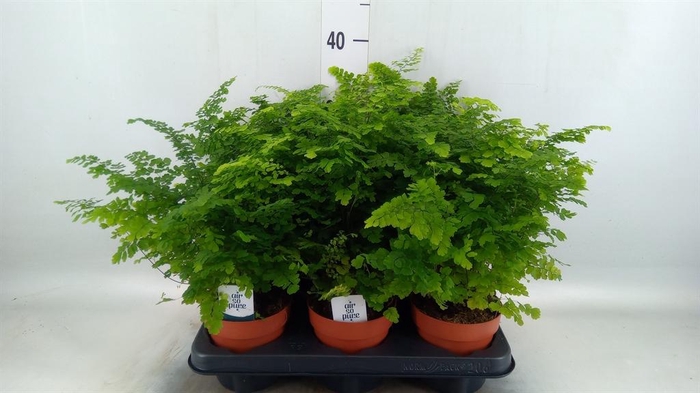 <h4>Adiantum raddi. 'Fritz-Luthi'</h4>