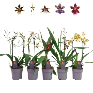 Orchideeen