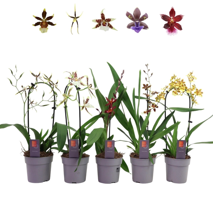 <h4>Orchideeen</h4>