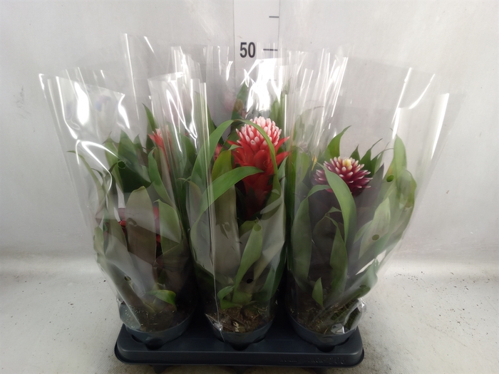 Guzmania   ...mix