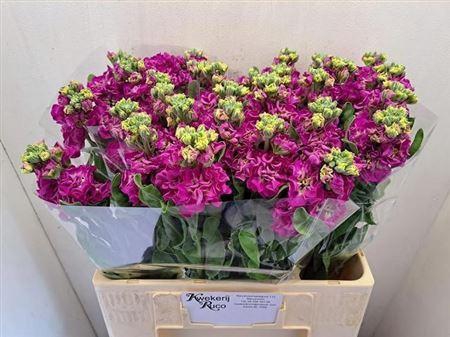 <h4>Matth St Deep Rose</h4>