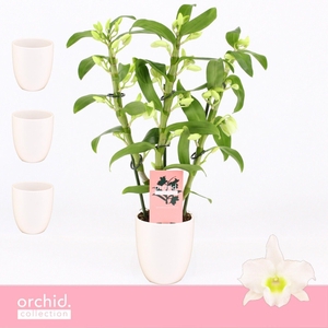 Dendrobium Nobilé, Apollon 3-spike Compact in Lotte White 'Orchid Collection'