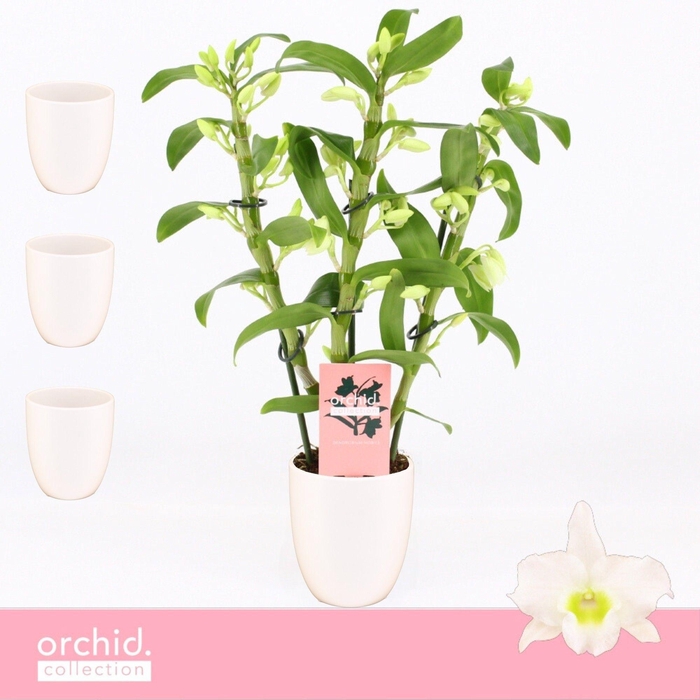 <h4>Dendrobium Nobilé, Apollon 3-spike Compact in Lotte White 'Orchid Collection'</h4>