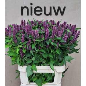 AGASTACHE OV