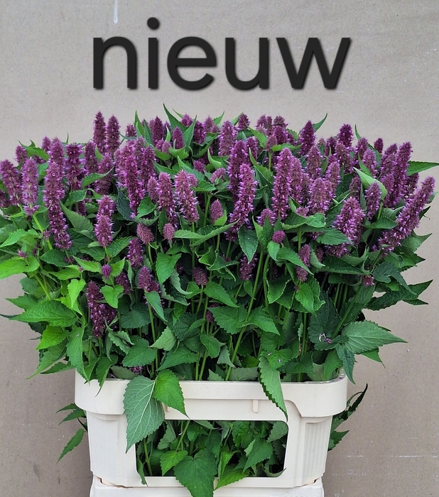 <h4>AGASTACHE OV</h4>