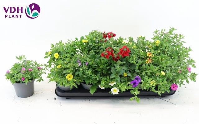 <h4>PERKPL GEM IN POT</h4>