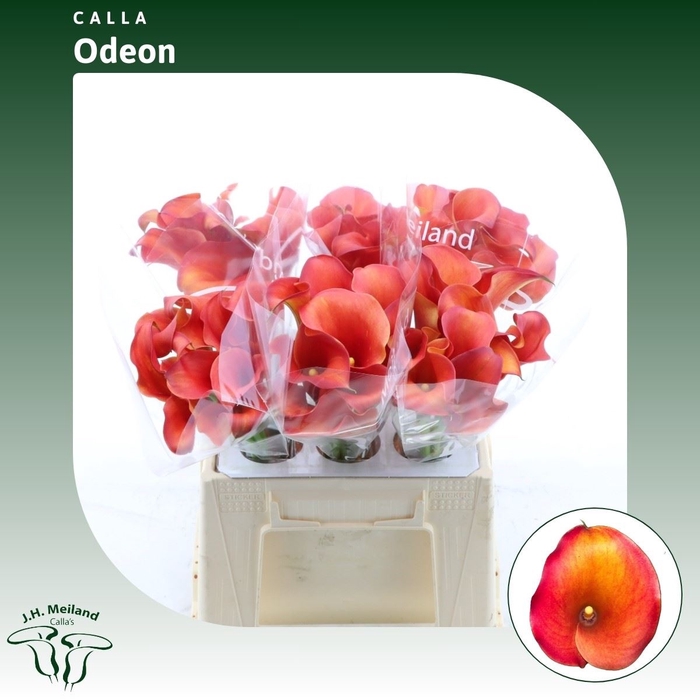 <h4>Calla Odeon</h4>