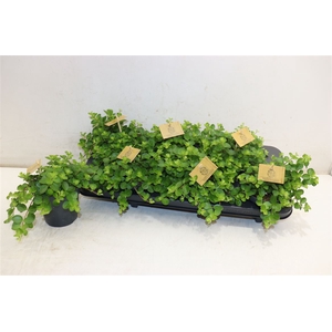 Pep Rotundifolia