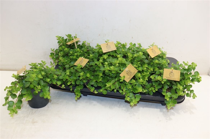 <h4>Pep Rotundifolia</h4>
