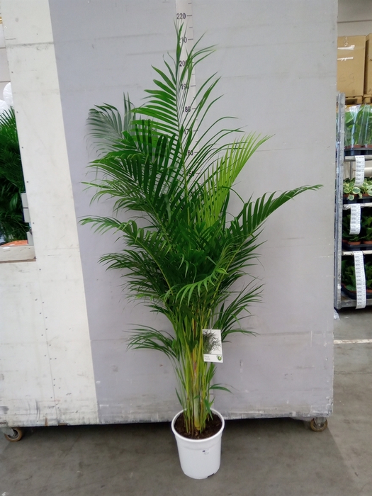 <h4>Dypsis lutescens   ...Chrysalidoca</h4>