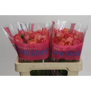 Ranunculus Romance Buzet